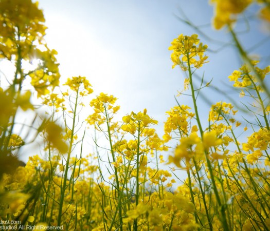 お花畑と目線の関係性　-その２-