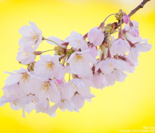 お花畑と桜の関係性