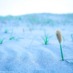 夢の世界の作り方。