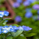 どこを撮る? 紫陽花の群生を望遠で切り取る(例)