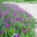 目線を下げて覗き込めば新しい世界が見える。マツバギク