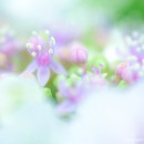 マクロ撮影 あじさい