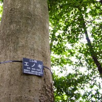 どんなカメラでもすぐ出来る、ステキな写真の撮り方。