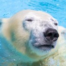 シロクマ@浜松市動物園