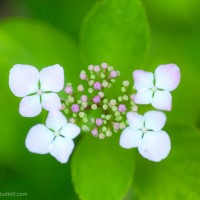 あじさいの撮り方 日の丸構図