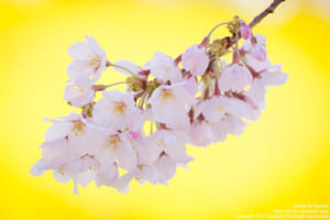 お花畑と桜の関係性