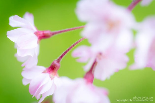 マクロ撮影 桜