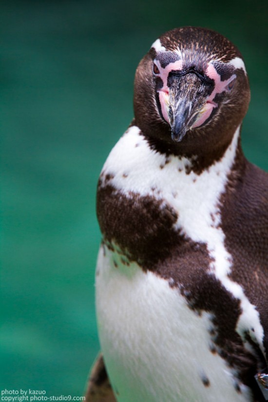 ペンギン＠浜松市動物園