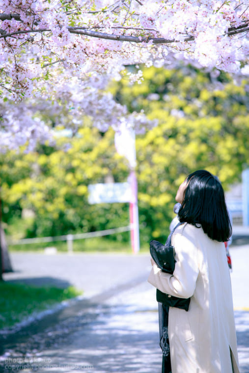 桜の撮り方