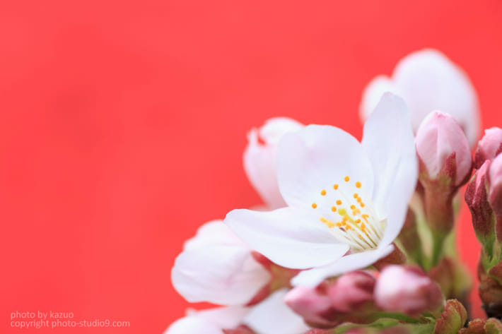 桜の撮り方