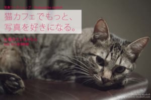 猫カフェワークショップ