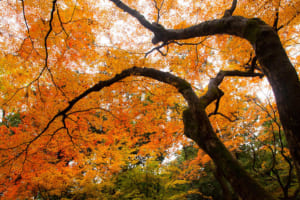 京都 紅葉ワークショップ