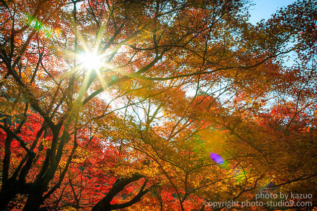 まだ間に合う 紅葉写真を鮮やかに撮るための７つのポイント Studio9