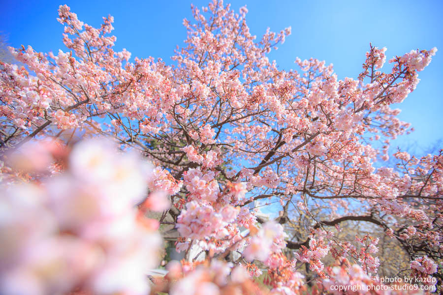 季節限定 春先取り 新宿御苑で梅と桜をステキに撮ってみよう Studio9