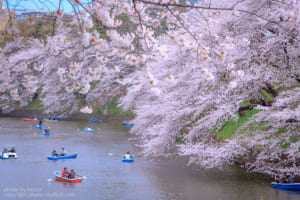 桜ワークショップ