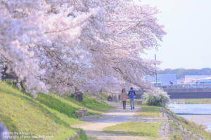 京都桜ワークショップ