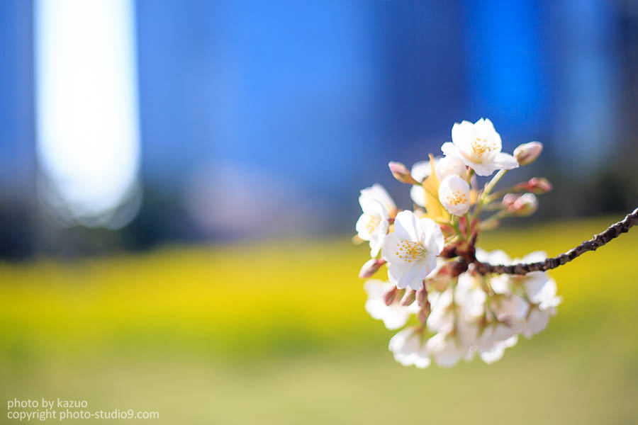 単焦点レンズ　キャノン　Canon EF50mm F1.8 ii