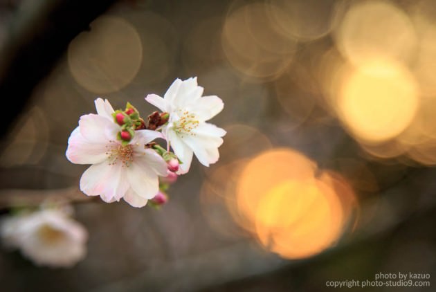 ジュウガツザクラ 十月桜