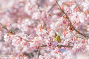 新宿御苑の寒桜とメジロ