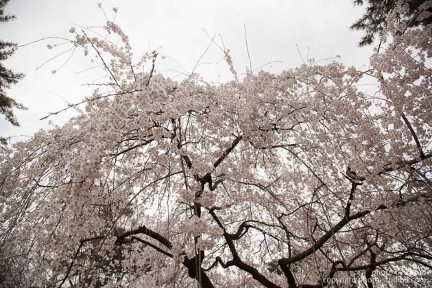 桜の撮り方 曇りの日