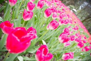 京都府立植物園　チューリップ