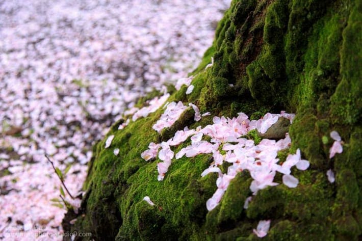 桜の撮り方 雨の日