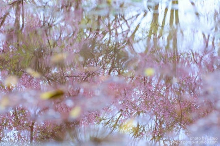 桜の撮り方 雨の日
