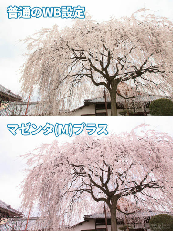 桜の撮り方 ホワイトバランス補正