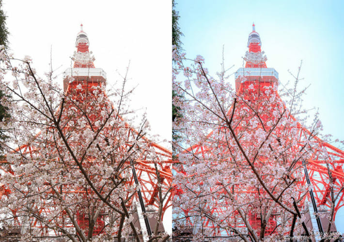 桜の撮り方 RAW現像