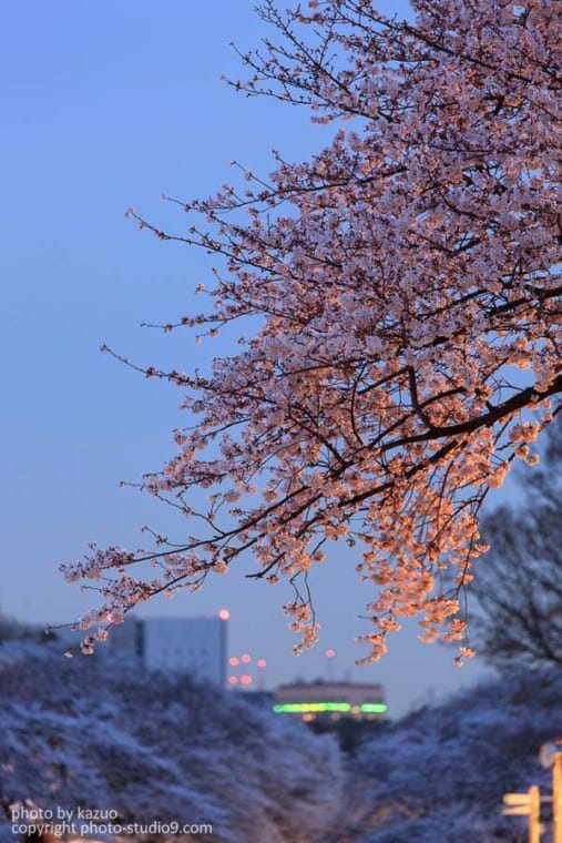 桜の撮り方 夜桜　ライトアップ