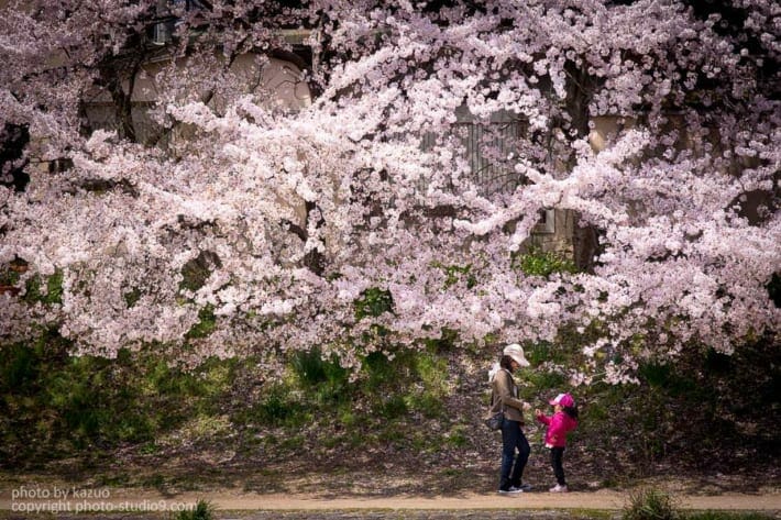 桜の撮り方 人を入れる