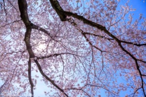 桜の撮り方 晴れた日