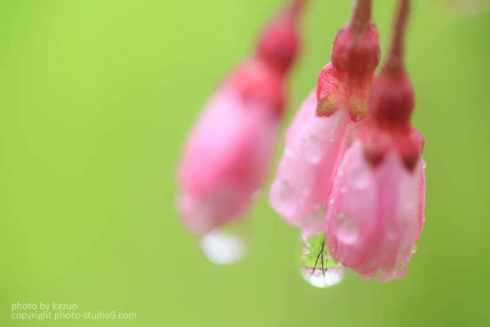 桜の撮り方 雨の日 マクロ