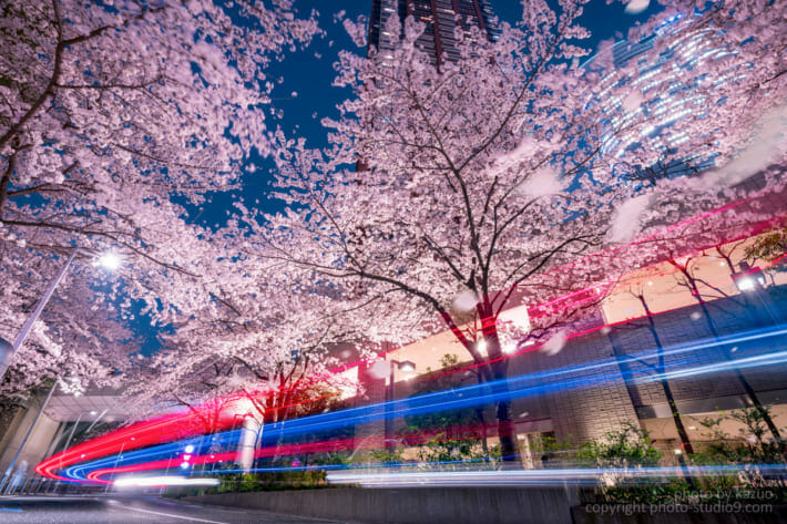 夜桜 現像 レタッチ 完成