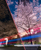 夜桜 現像 レタッチ