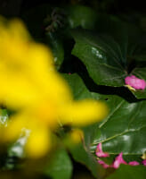 PERGER 35mmF1.6 レビュー