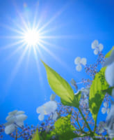 あじさい 太陽を直接入れる